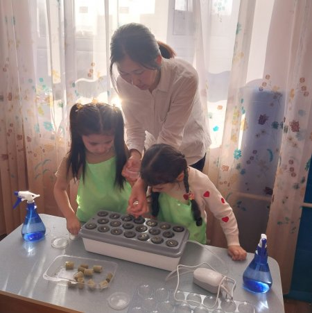 Қиярды гидропоникалық әдіспен өсіру